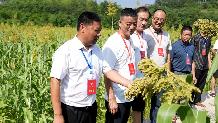 用智慧和汗水浇灌乡村振兴之花——泸州市市人大代表肖运辉2.jpg